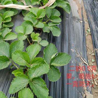 復合生物素草莓噴施效果01